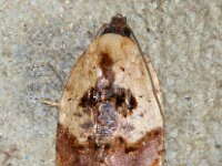 Acleris permutana