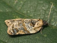 Acleris variegana