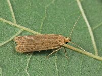 Acompsia tripunctella