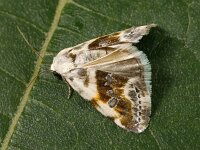 Acontia candefacta