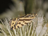 Acontia trabealis
