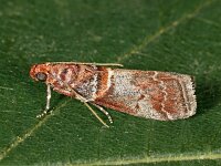 Acrobasis advenella