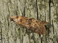 Acrobasis obtusella