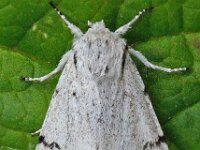 Acronicta leporina