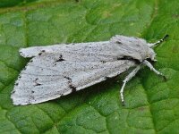 Acronicta leporina 01 D3400  Acronicta leporina Hardenberg op 27 juni 2013 : Naar Naturalis in 2013, Naar vlindernet in 2013