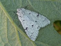 Acronicta leporina 01, Schaapje, AHB  Acronicta leporina, Schaapje Hardenberg op 14 mei 2018 Validatie Zie https://waarneming.nl/waarneming/view/156576690