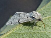 Acronicta leporina 03, Schaapje, AHB  Acronicta leporina, Schaapje Hardenberg op 14 mei 2018 Validatie Zie https://waarneming.nl/waarneming/view/156576690