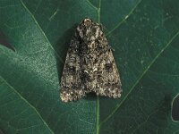 Acronicta rumicis, Knot Grass