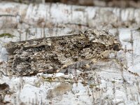 Acronicta rumicis 01 D5097  Acronicta rumicis Diffelen op 11 augustus 2013 : Naar Naturalis in 2013, Naar vlindernet in 2013