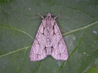 Acronicta tridens