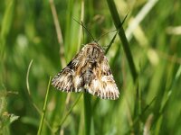 KULA-BESNA KOBILA. ACTINOTIA RADIOSA.