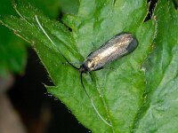 Adela reaumurella #01116 : Adela reaumurella