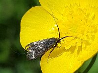 Adela reaumurella 11, Smaragdlangsprietmot, Saxifraga-Ben Delbaere  IICSA   II