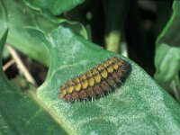 Adscita statices, Forester