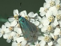 Adscita statices 5, Metaalvlinder, Saxifraga-Frits Bink