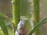 Aethes smeathmanniana