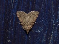 Aglossa pinguinalis 2, Vetmot, Saxifraga-Joep Steur