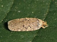 Agonopterix curvipunctosa