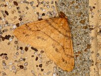 Agriopis aurantiaria #05374 : Agriopis aurantiaria, Najaarsspanner