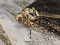 Agriopis leucophaearia 01 #41603 : Agriopis leucophaearia, Spring Usher, Kleine voorjaarsspanner