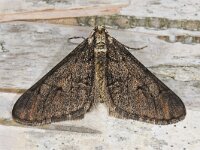 Agriopis leucophaearia 01 #41602 : Agriopis leucophaearia, Spring Usher, Kleine voorjaarsspanner