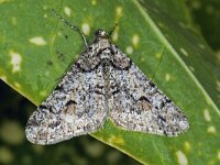 Agriopis leucophaearia #41550 : Agriopis leucophaearia, Spring Usher, Kleine voorjaarsspanner