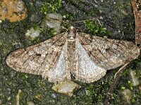 Agriopis leucophaearia #41559 : Agriopis leucophaearia, Spring Usher, Kleine voorjaarsspanner
