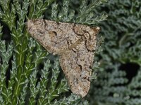 Agriopis leucophaearia #41590 : Agriopis leucophaearia, Spring Usher, Kleine voorjaarsspanner