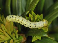 Agriopis leucophaearia 01 #47583 : Agriopis leucophaearia, kleine voorjaarsspanner, Spring usher, caterpillar