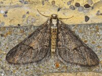 Agriopis leucophaearia #10976 : Agriopis leucophaearia, Kleine voorjaarsspanner