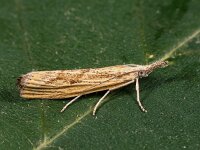 Agriphila geniculea