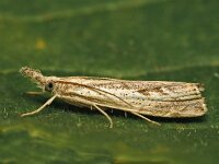 Agriphila tolli