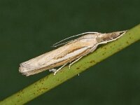 Agriphila tristella