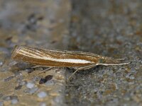Agriphila tristella 10, Variabele grasmot, Saxifraga-Ab H Baas