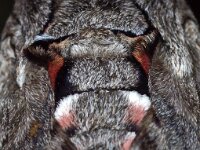 Agrius convolvuli, Convolvulus Hawkmoth