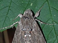 Agrius convolvoli 18, Windepijlstaart, Saxifraga-Foto Fitis-Adriaan Dijksen