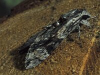 Agrius convolvuli 11, Windepijlstaart, Vlinderstichting-Nely Honig