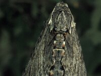 Agrius convolvuli 13, Windepijlstaart, Vlinderstichting-Nely Honig