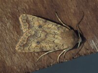 Agrochola circellaris, Brick