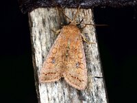 Agrochola circellaris 3, Bruine herfstuil, Saxifraga-Peter Gergely