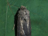 Agrotis ipsilon 1, Grote worteluil, Vlinderstichting-Nely Honig