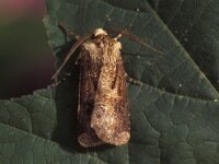Agrotis segetum, Turnip Moth