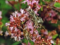 Agrotis vestigialis, Archer s Dart