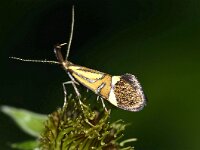 Alabonia staintoinella