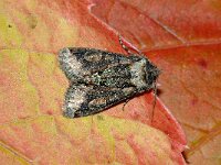 Allophyes oxyacanthae 3, Meidoornuil, Saxifraga-Peter Gergely