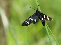 Amata phegea 12, Phegeavlinder, Saxifraga-Joep Steur