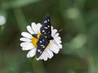 Amata phegea 15, Phegeavlinder, Saxifraga-Luc Hoogenstein
