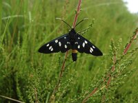 Amata phegea 3, Phegeavlinder, Saxifraga-Harry van Oosterhout : phegeavlinder, nachtvlinder, bloedvlekvlinder