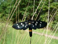 Amata phegea 4, Phegeavlinder, Saxifraga-Harry van Oosterhout