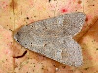 Ammoconia caecimacula